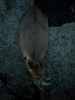 コウイカの釣果