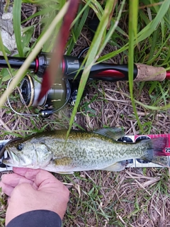 ラージマウスバスの釣果