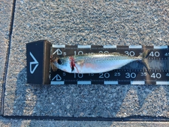 サバの釣果