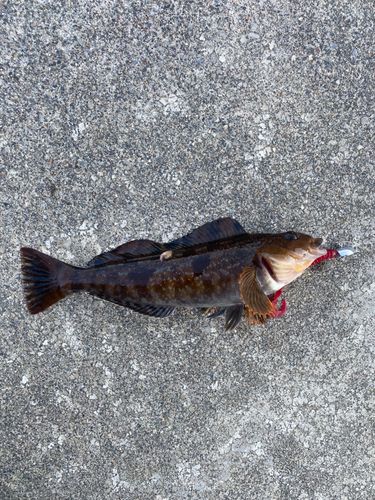 アイナメの釣果