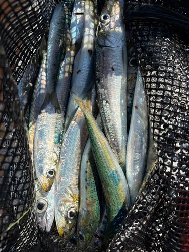 イワシの釣果