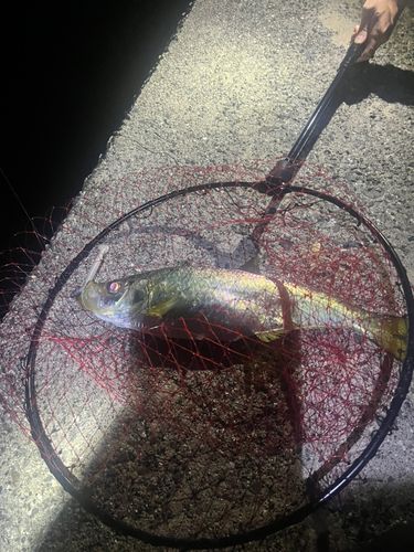ヒラの釣果