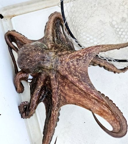 タコの釣果