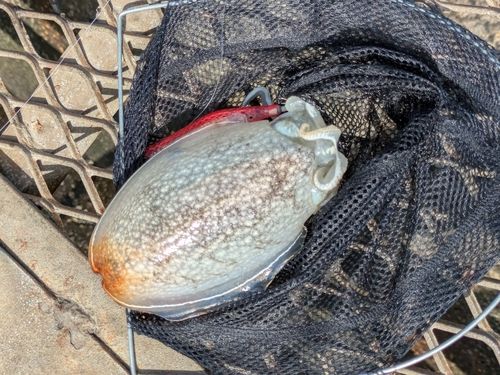 シリヤケイカの釣果