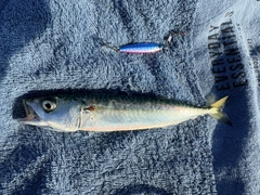 マサバの釣果