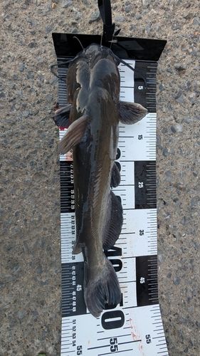 アメリカナマズの釣果