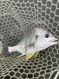 キビレの釣果