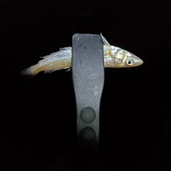 キスの釣果