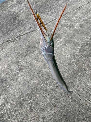 ダツの釣果