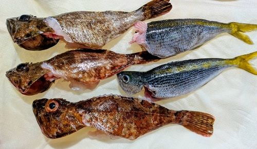 カサゴの釣果