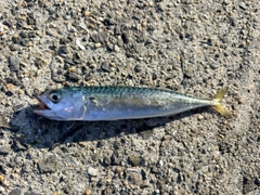 マサバの釣果