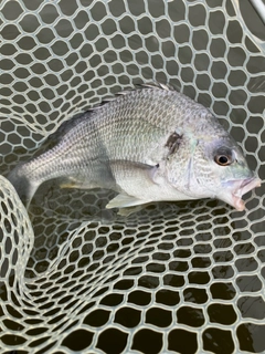 キビレの釣果