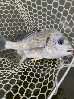 キビレの釣果