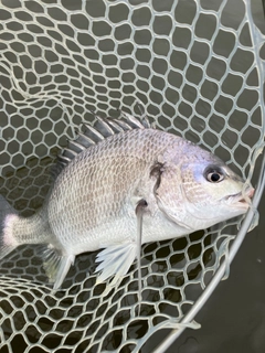 キビレの釣果