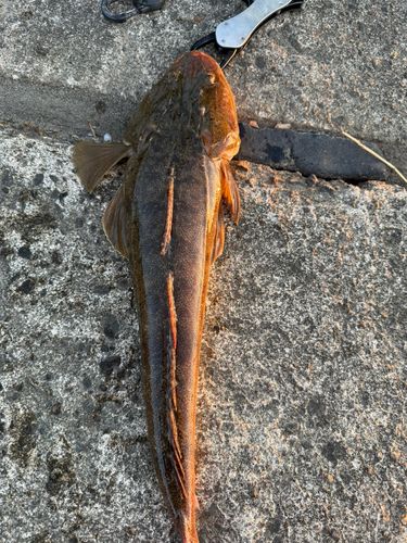 マゴチの釣果