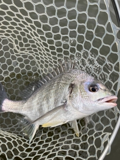 キビレの釣果