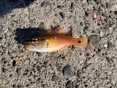 ネンブツダイの釣果