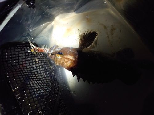 エゾメバルの釣果