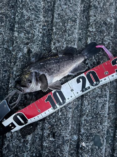 クロソイの釣果