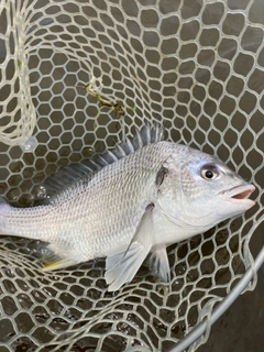 キビレの釣果