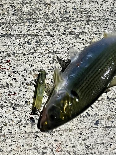 コノシロの釣果