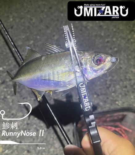 マアジの釣果