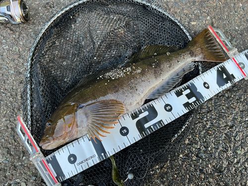 アイナメの釣果