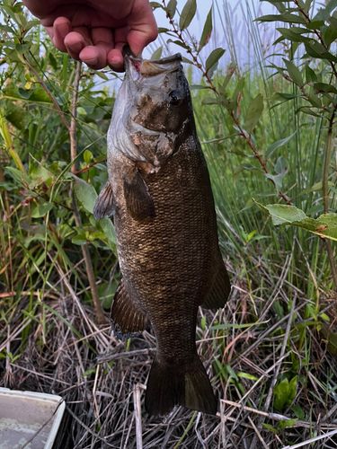 スモールマウスバスの釣果