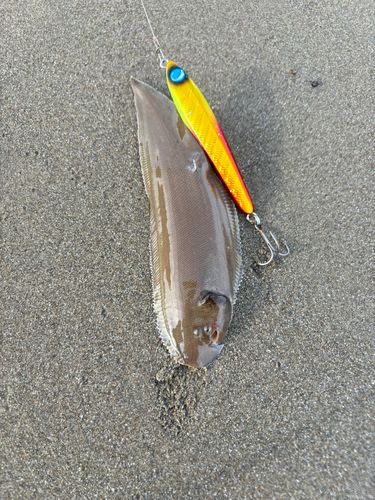 シタビラメの釣果