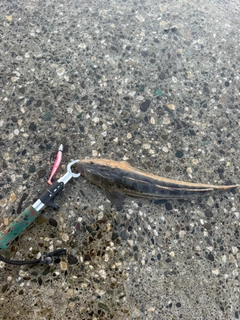 マゴチの釣果