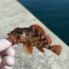 カサゴの釣果