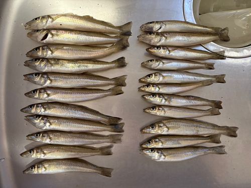 シロギスの釣果