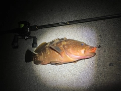 アコウの釣果