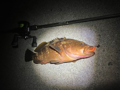アコウの釣果