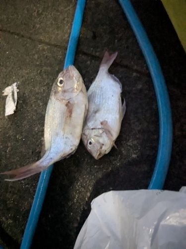タイの釣果