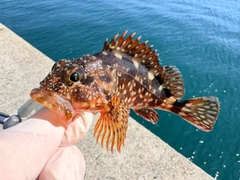 カサゴの釣果