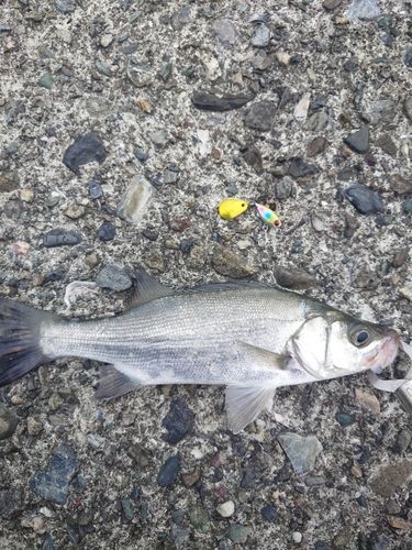 スズキの釣果