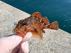 カサゴの釣果