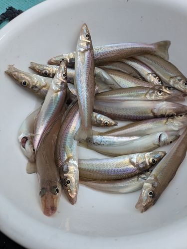 キスの釣果