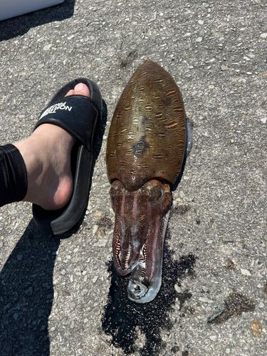 モンゴウイカの釣果