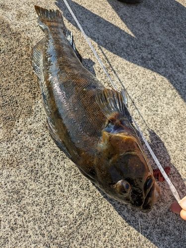アイナメの釣果