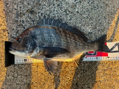 クロダイの釣果