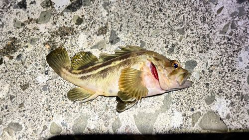 シマゾイの釣果