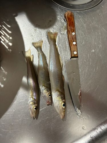 キスの釣果