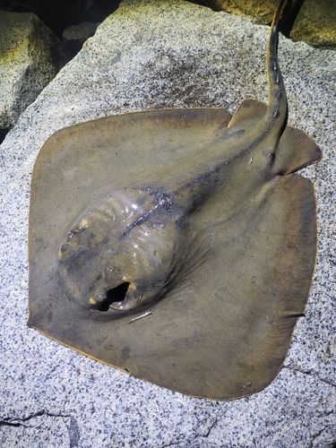 アカエイの釣果