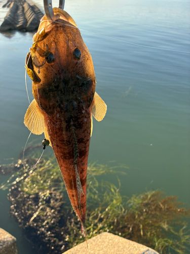 マゴチの釣果