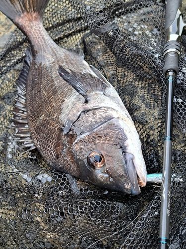 チヌの釣果