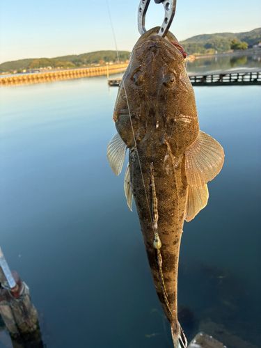 マゴチの釣果