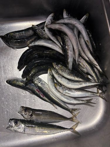 イワシの釣果