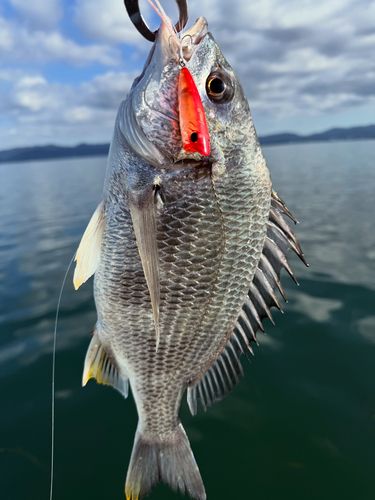 キビレの釣果